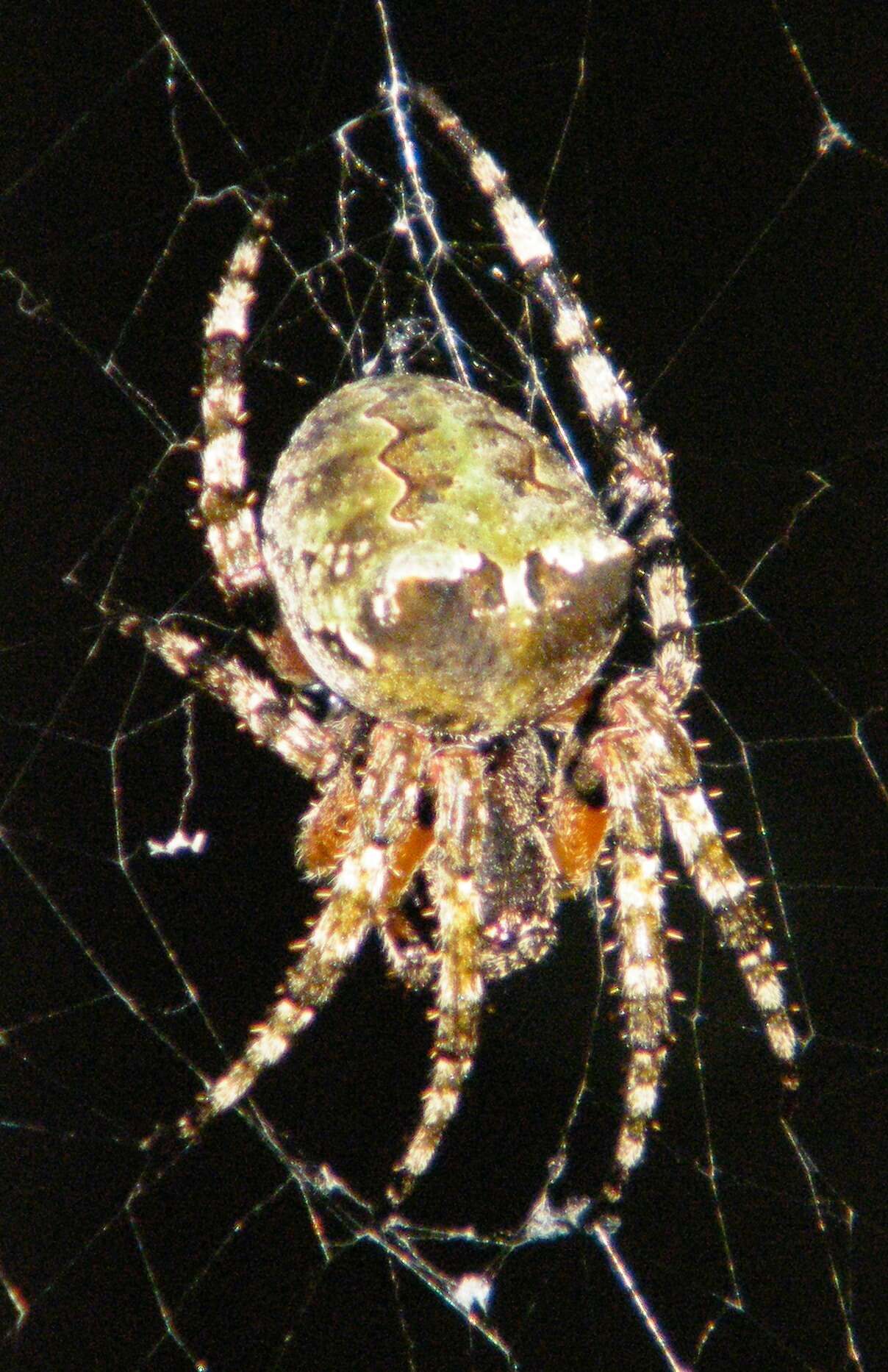 Image of Giant Lichen Orbweaver