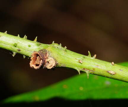 Image of Ripogonum discolor F. Muell.