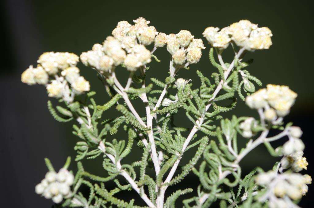 Слика од Achillea cretica L.