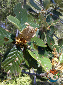 Cercocarpus pringlei (C. K. Schneid.) Rydb.的圖片