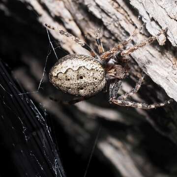 Image of Walnut Orb-Weaver Spider