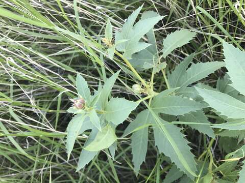 Image of ragged nettlespurge