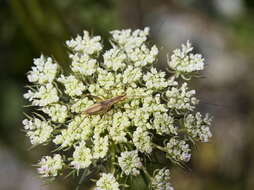 Image of tree-cricket