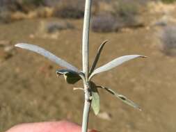 Image of Barleria lancifolia subsp. lancifolia