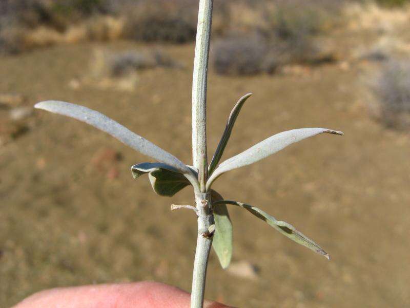 Imagem de Barleria lancifolia subsp. lancifolia