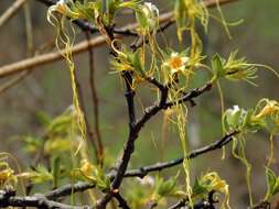 Plancia ëd Strophanthus kombe Oliv.