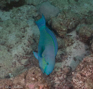 Image of Heavybeak Parrotfish