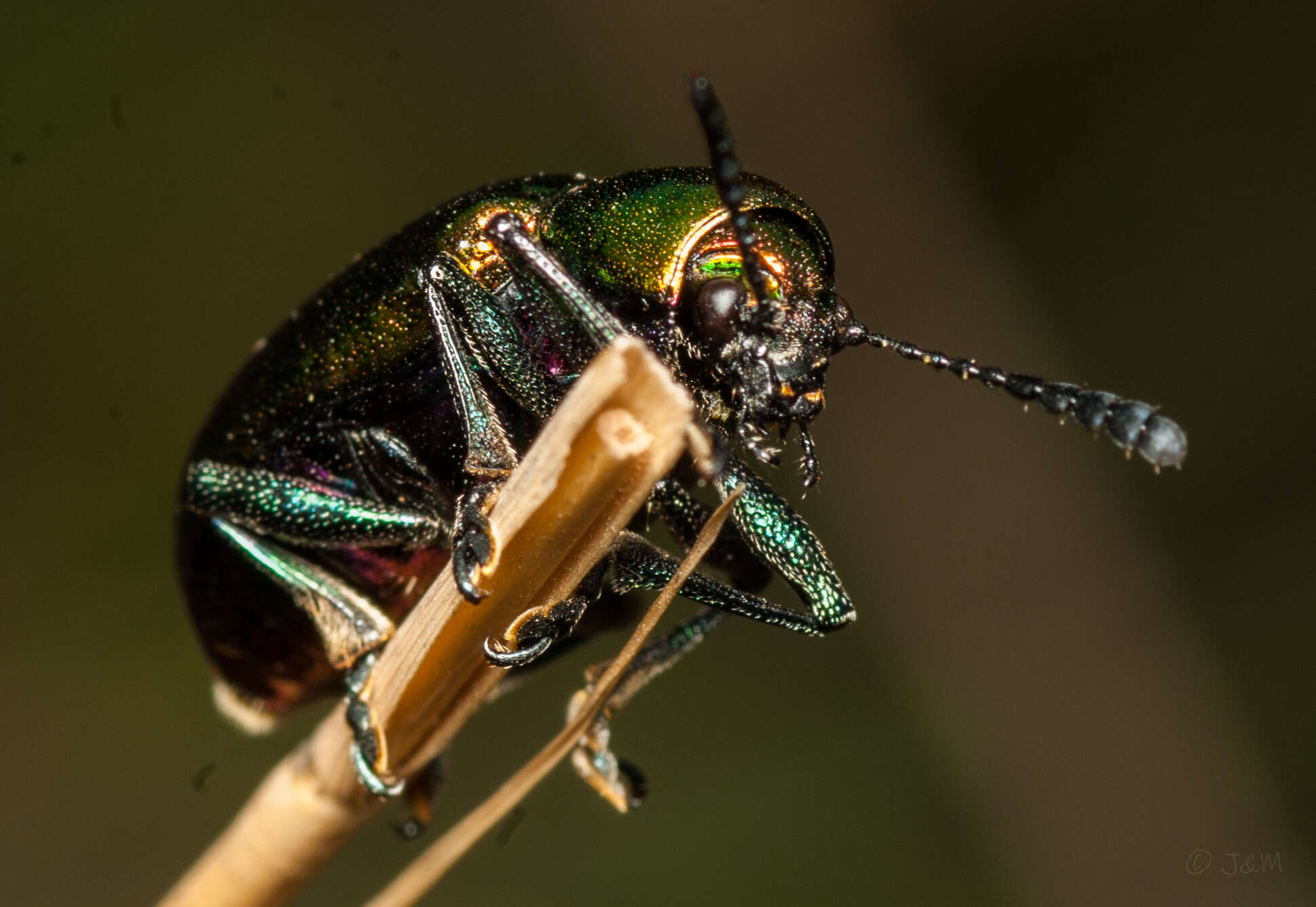 <i>Platycorynus dejeani</i>的圖片