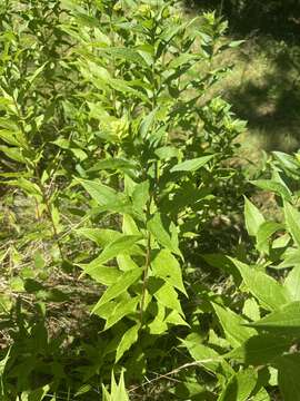 Image of Elliott's goldenrod