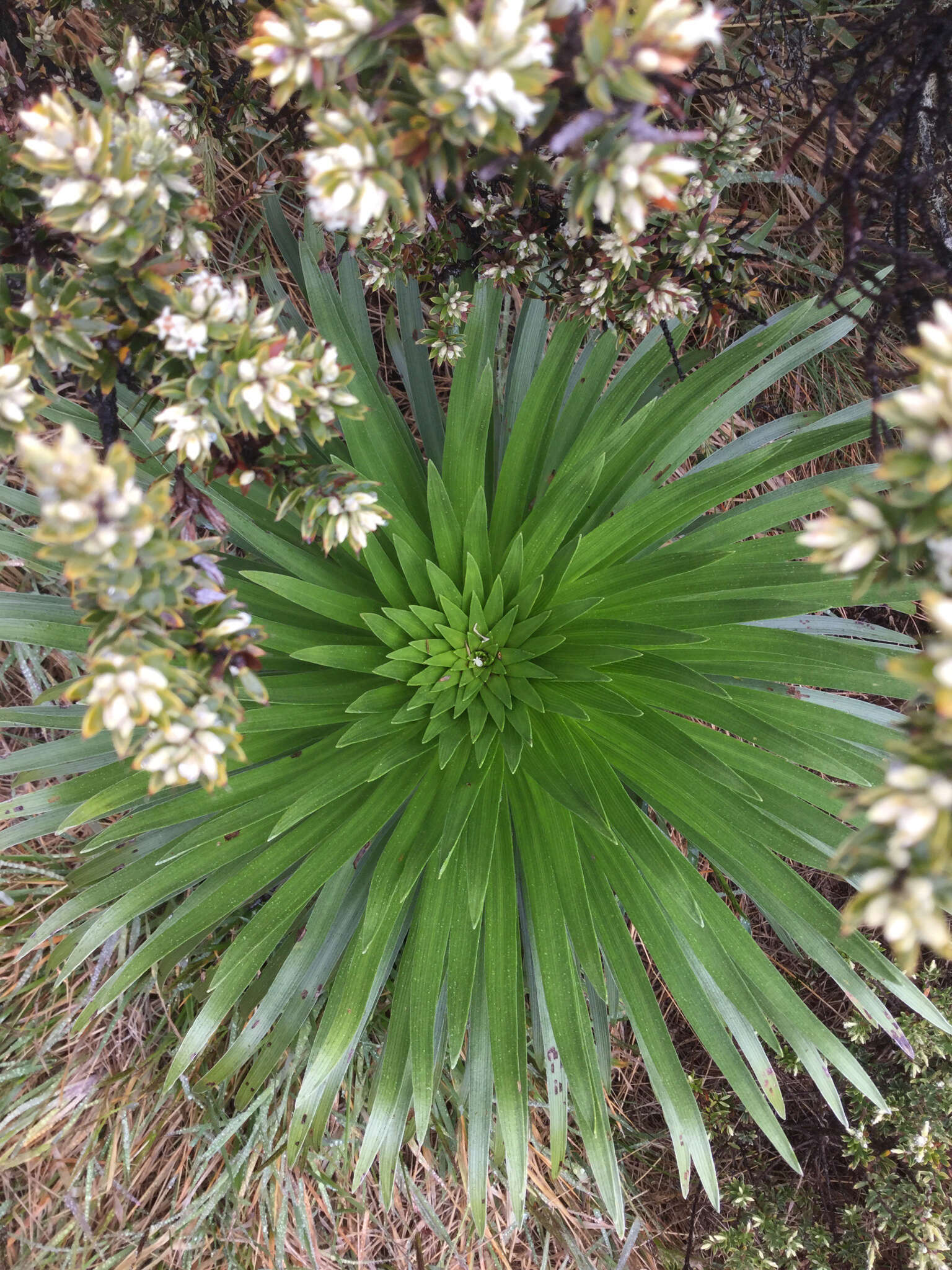 Слика од Argyroxiphium grayanum (Hillebr.) Deg.