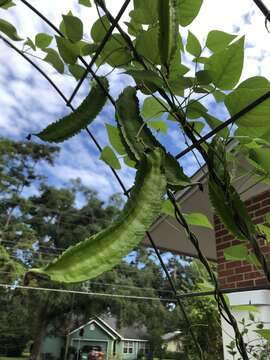 Image of winged bean