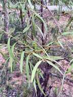 Image of Ventilago viminalis Hook.