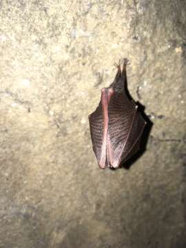 Image of Lesser Horseshoe Bat