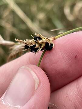 صورة Anthracoidea arenariae (Syd.) Nannf. 1977