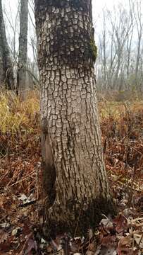 Image of Flooded Jellyskin Lichen