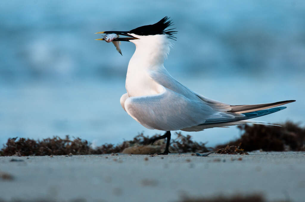 Image of Sandwich Tern