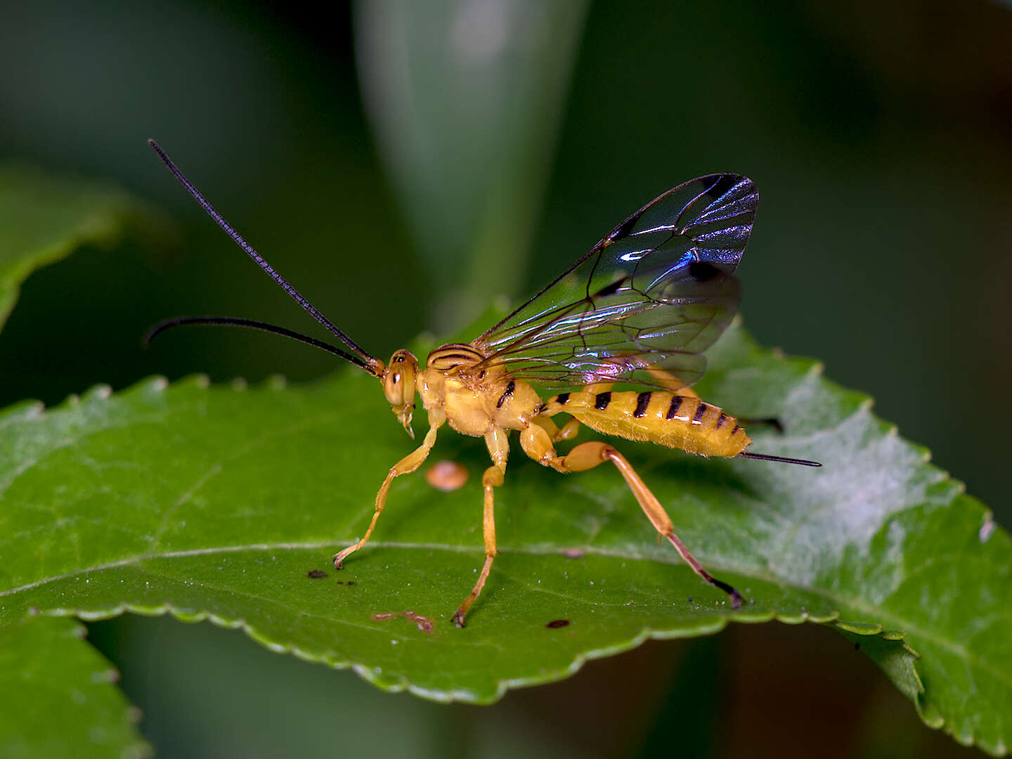 Imagem de Neotheronia septemtrionalis Krieger 1905