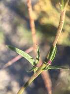 Image of Verbena simplex var. orcuttiana (L. M. Perry) N. O'Leary