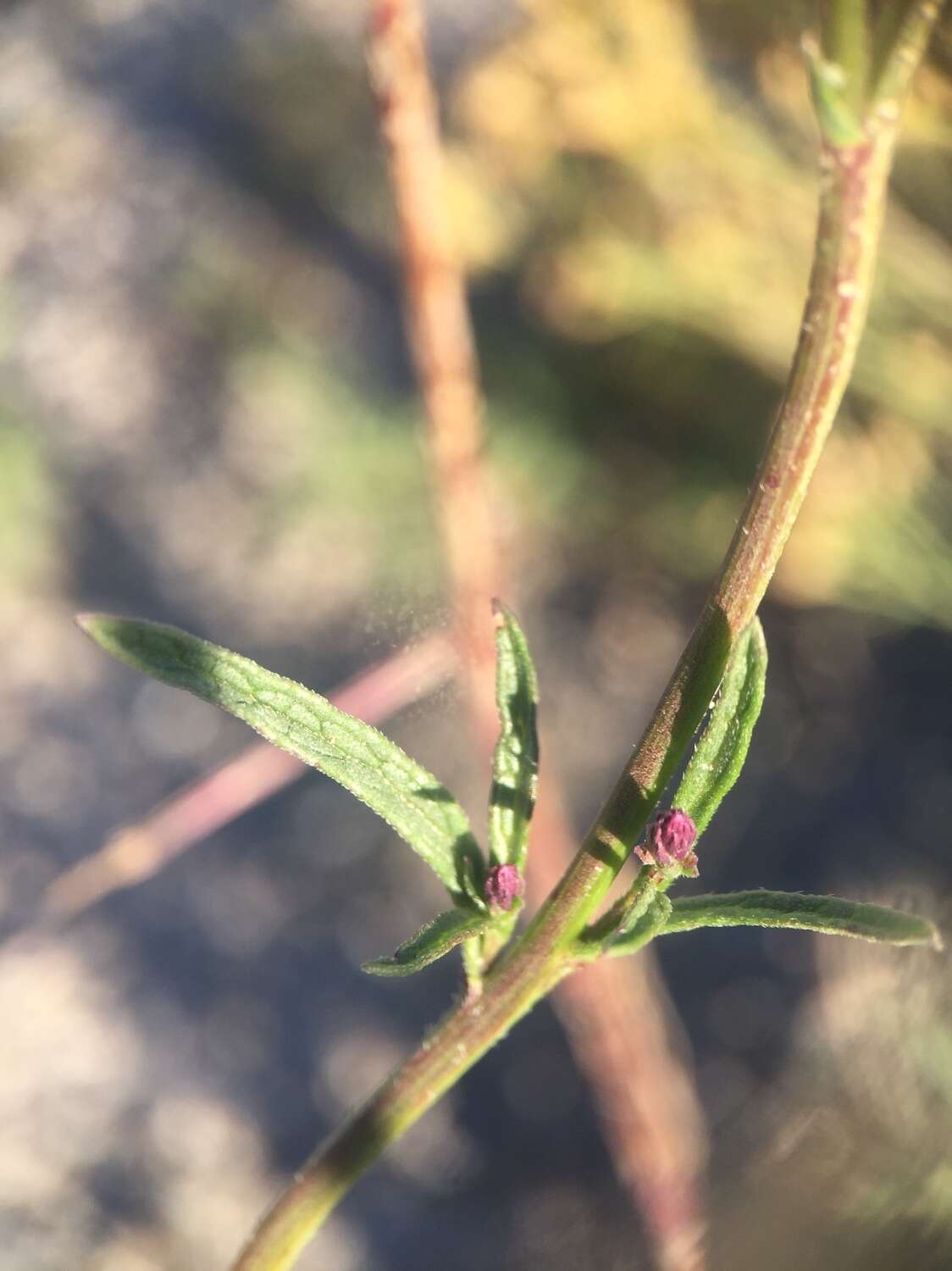 Image de Verbena simplex var. orcuttiana (L. M. Perry) N. O'Leary