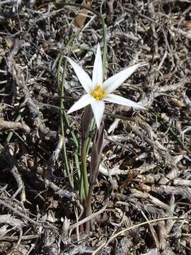 Image of Tristagma patagonicum (Baker) Traub