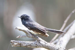 Image of Willie Wagtail