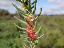 Image of Three-wing Bluebush