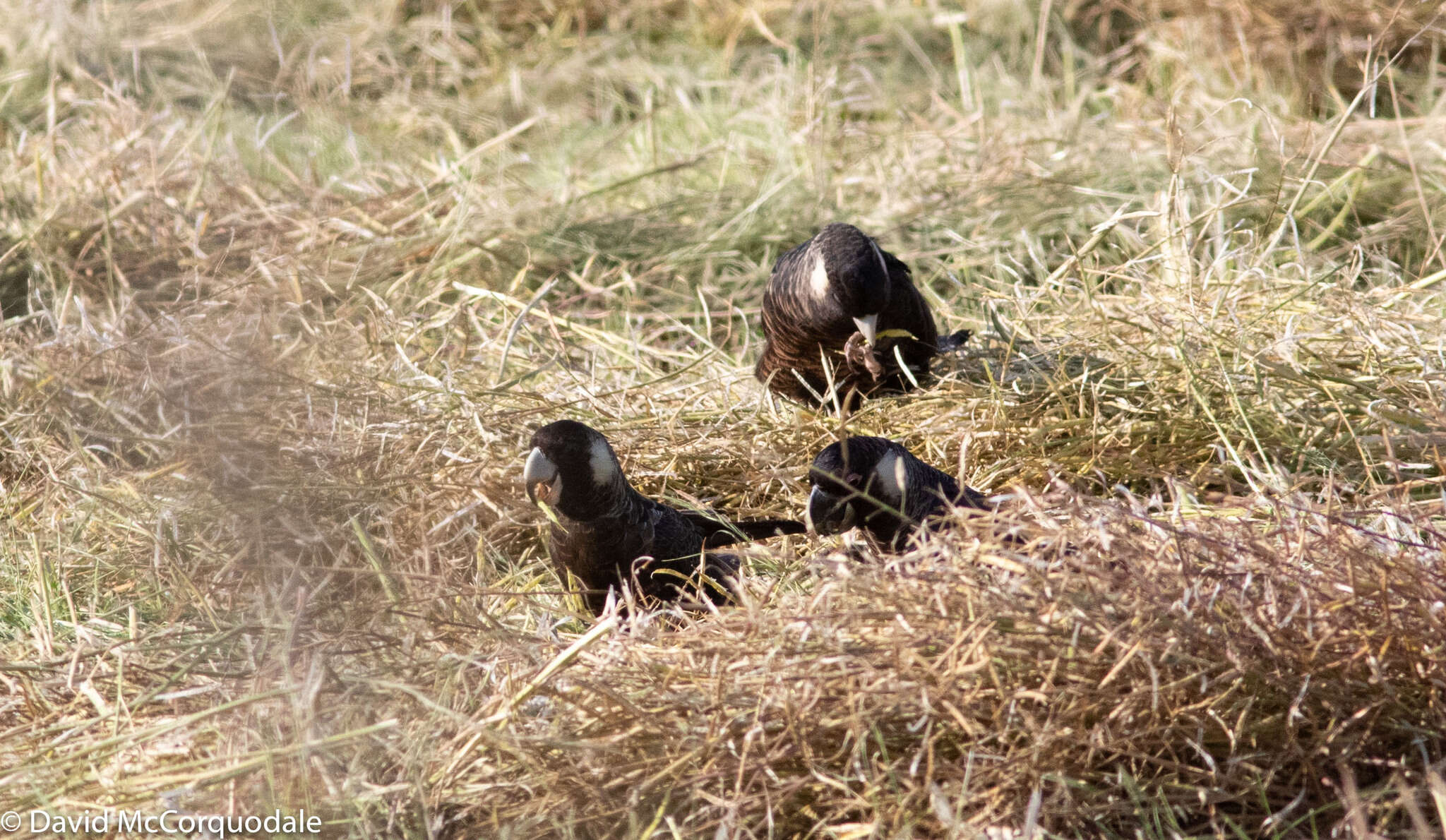 Image of Carnaby's Black Cockatoo