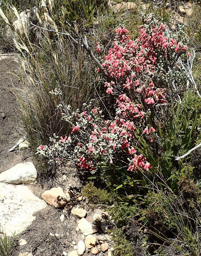 Image of Erica strigilifolia var. strigilifolia