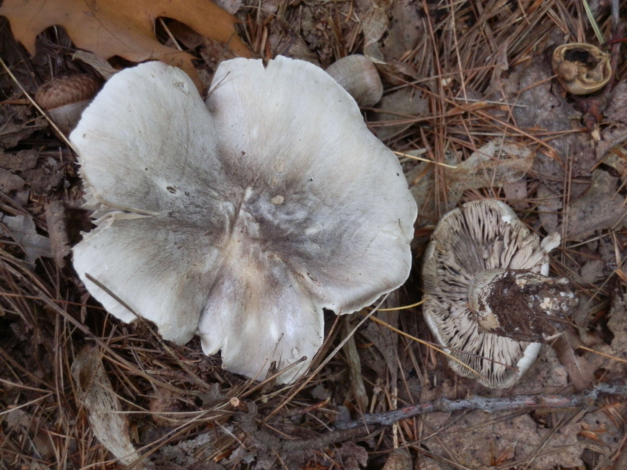 Image of Tricholoma pullum Ovrebo 1989