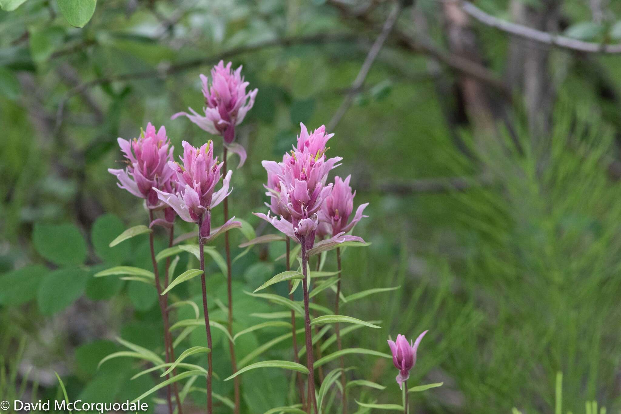 Image of Raup's Indian paintbrush