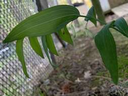 Image of Polygonatum biflorum var. biflorum