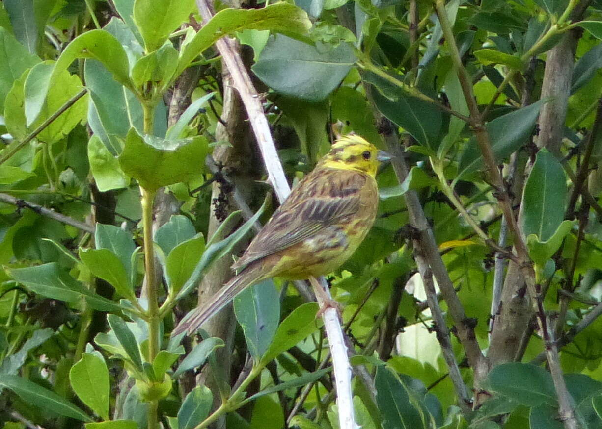 Image of Emberiza citrinella caliginosa Clancey 1940