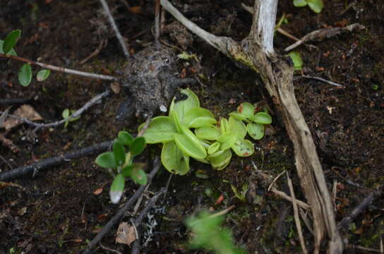 Image of Pinguicula chilensis Clos