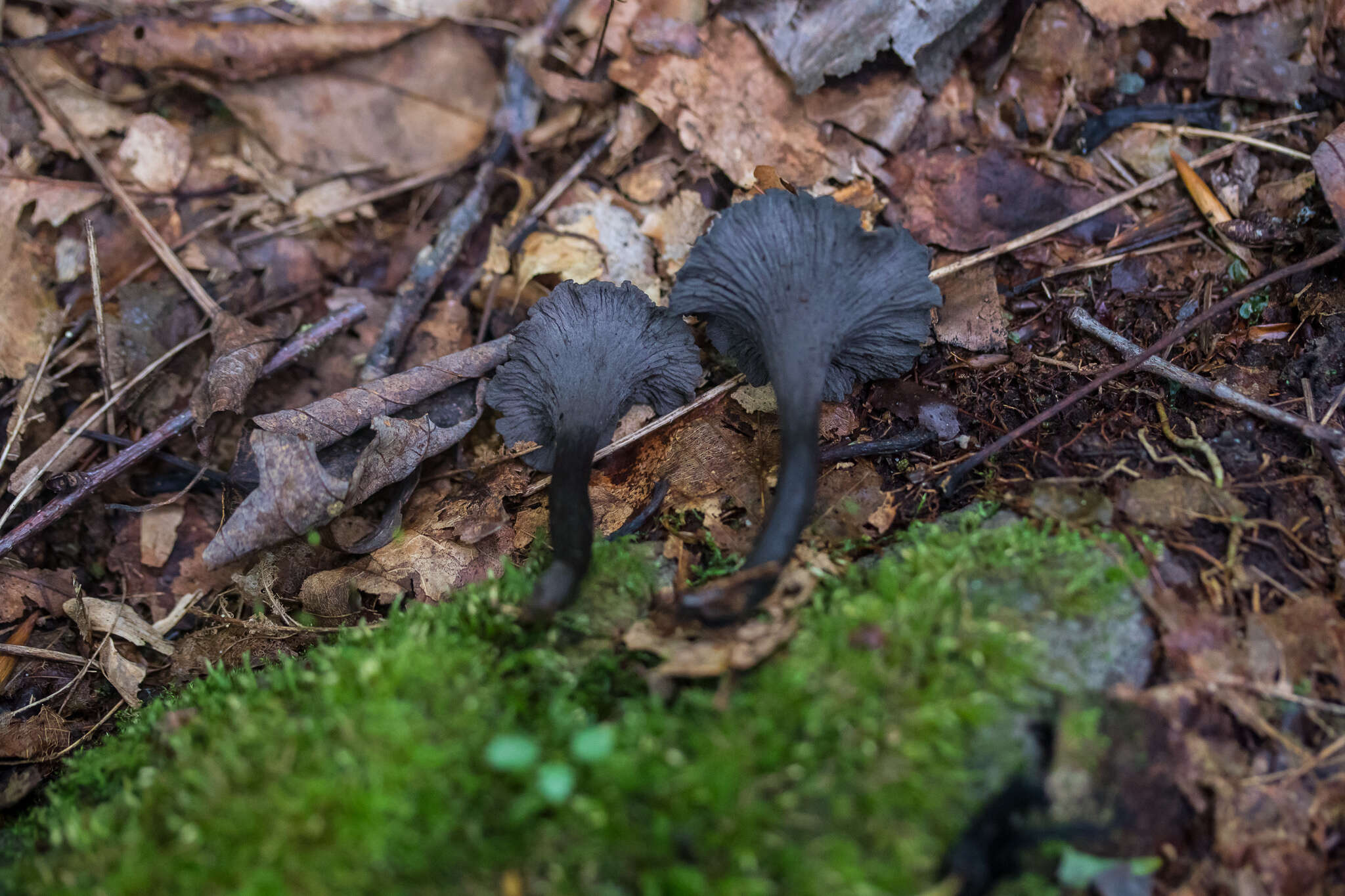 Image of Craterellus venosus R. H. Petersen 1975