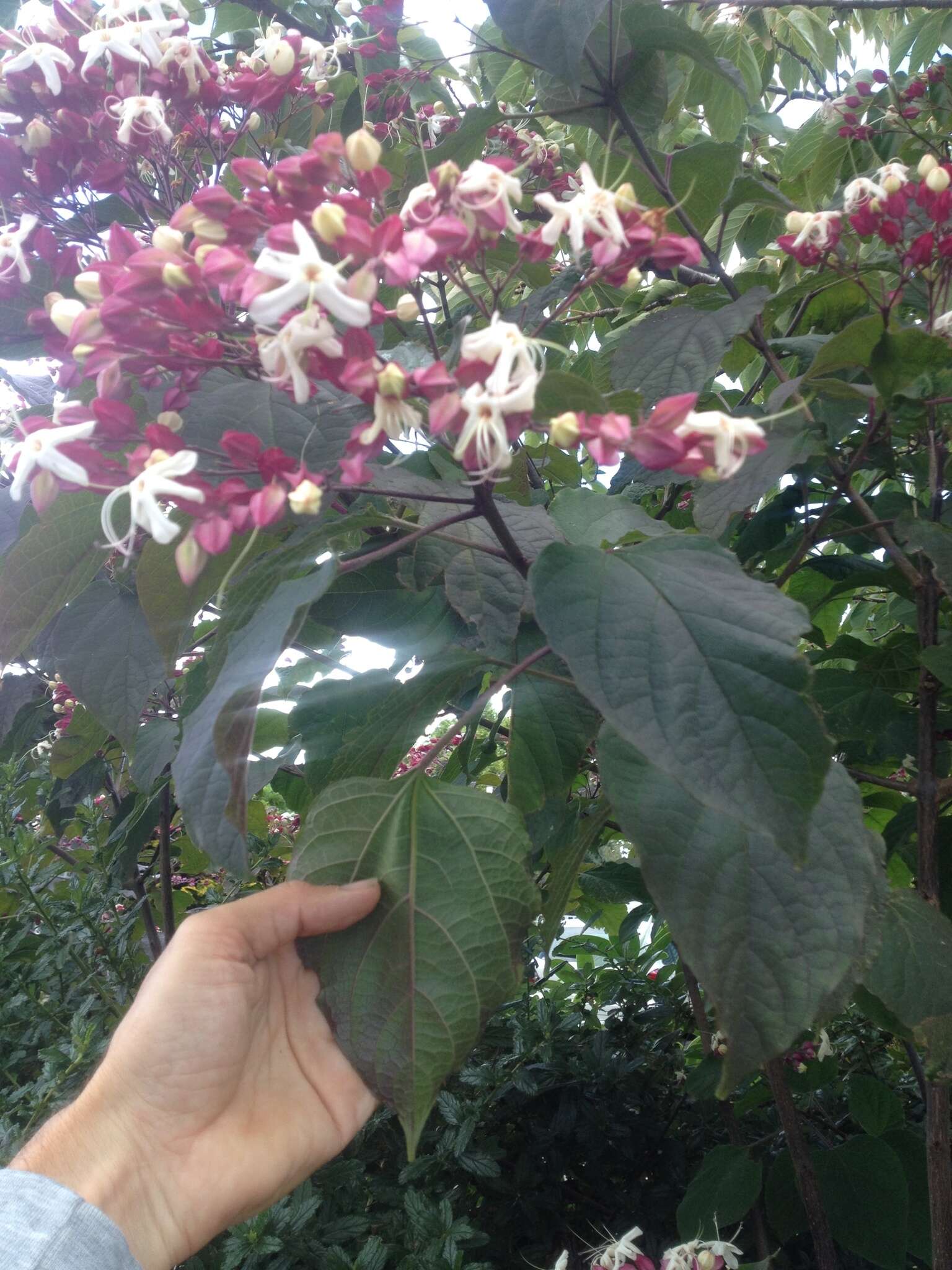 Image of Harlequin Glorybower