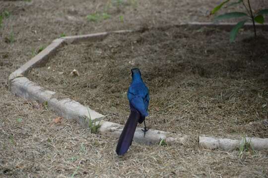 Image of Long-tailed Glossy Starling