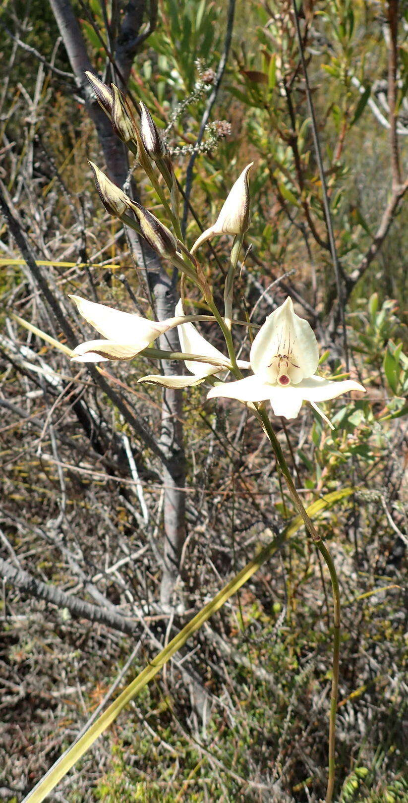 Image de Disa schlechteriana Bolus