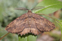 Image of Menophra maderae Bethune-Baker 1891