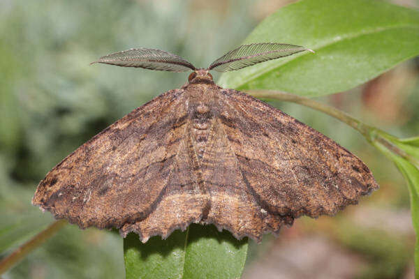 Image of Menophra maderae Bethune-Baker 1891