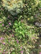 Image of Desert knapweed