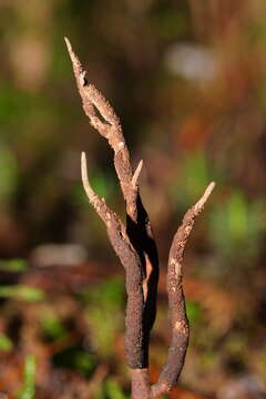 Image of Ophiocordyceps robertsii (Hook.) G. H. Sung, J. M. Sung, Hywel-Jones & Spatafora 2007