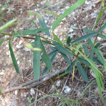 Image of Arizona ticktrefoil