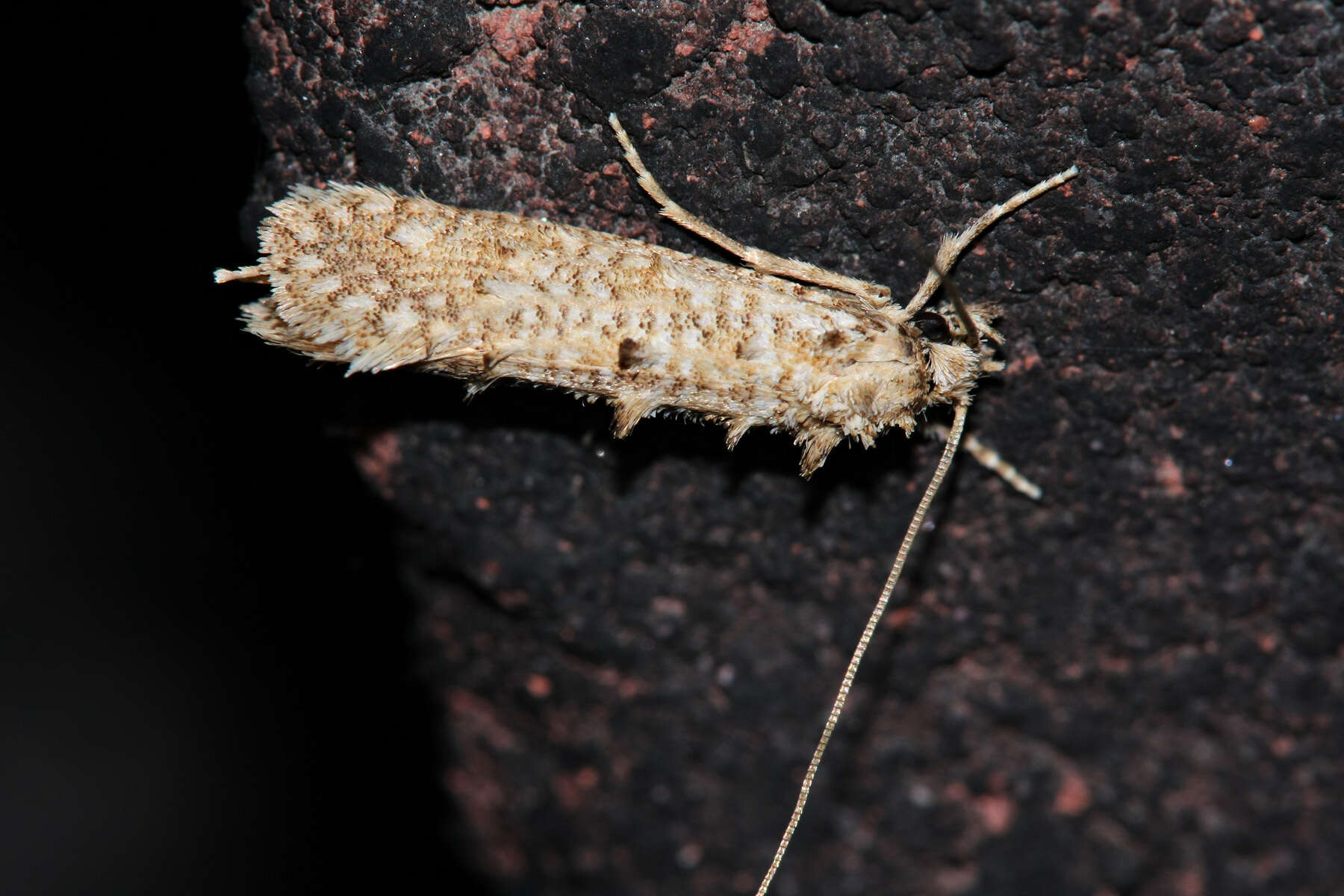 Image of Hapsifera luridella Zeller 1847