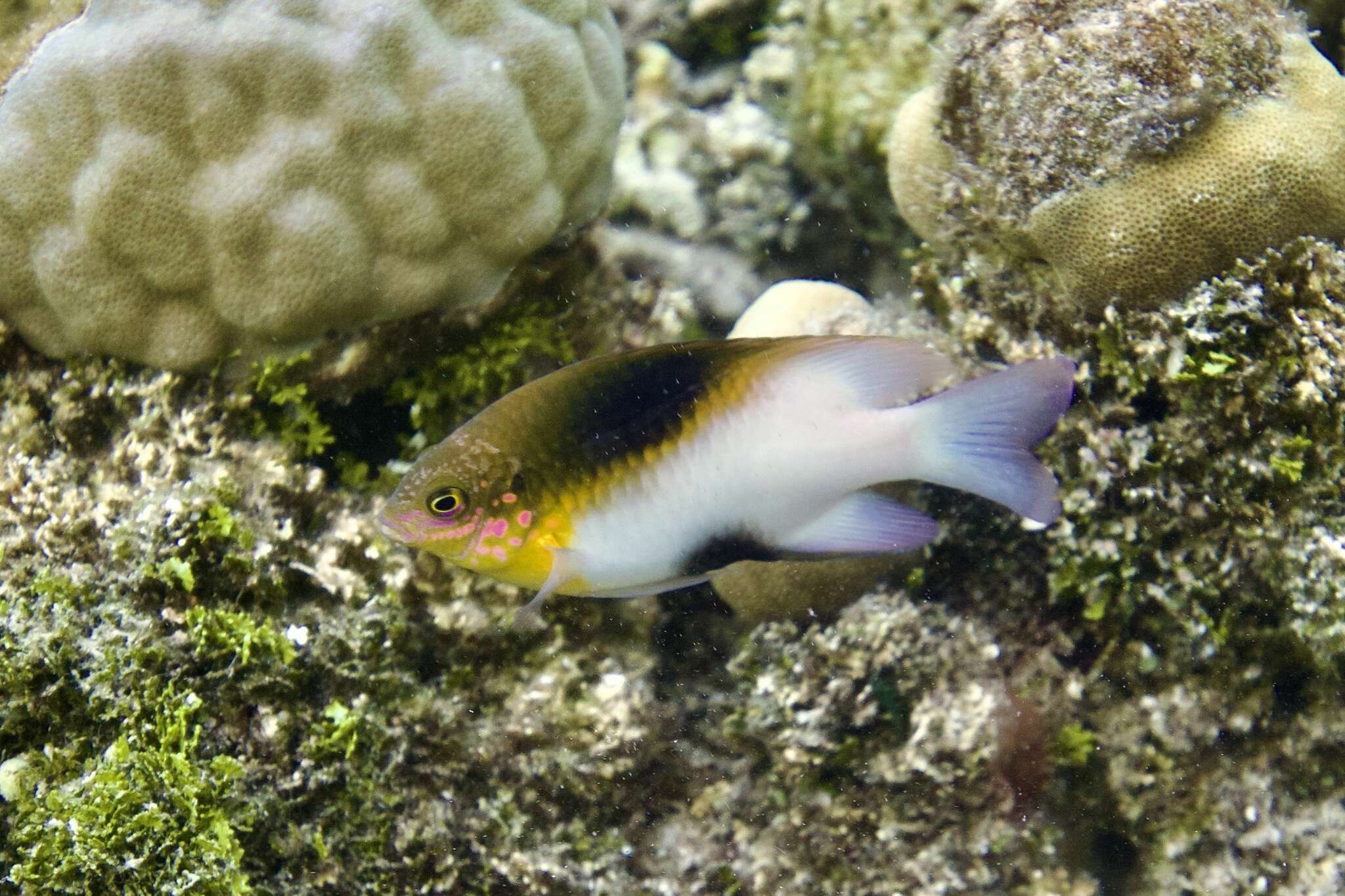 Image of Black-vent damsel