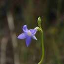 Imagem de Tetrapollinia caerulescens (Aublet) B. Maguire & B. M. Boom