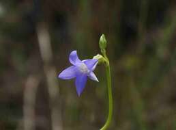 Image of Tetrapollinia caerulescens (Aublet) B. Maguire & B. M. Boom