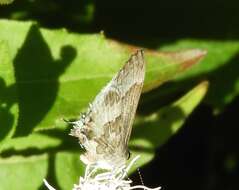 Image of White Scrub-Hairstreak