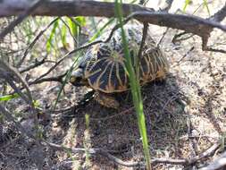 Слика од Psammobates geometricus (Linnaeus 1758)