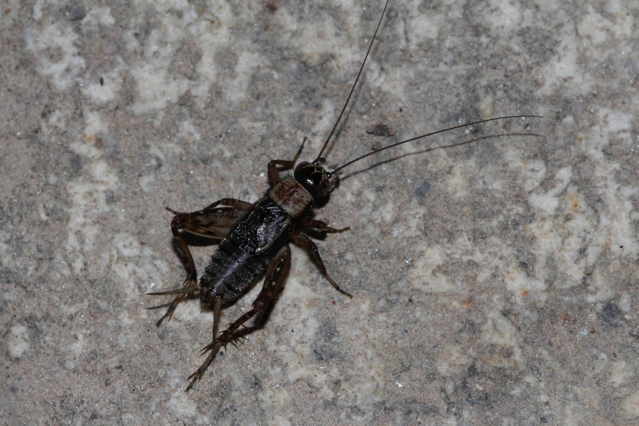 Слика од Nemobius sylvestris sylvestris (Bosc 1792)