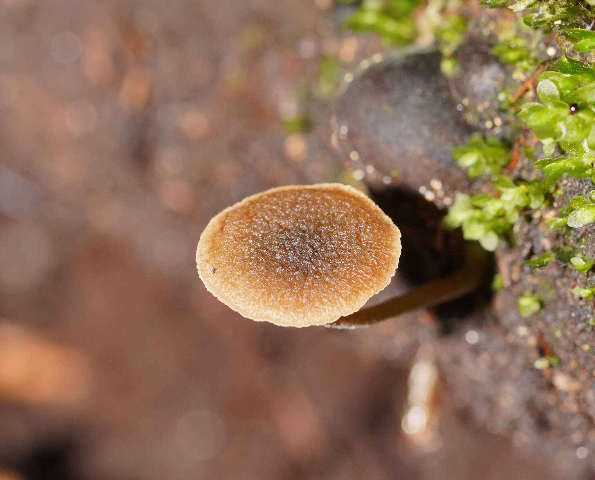 Слика од Simocybe phlebophora E. Horak 1980